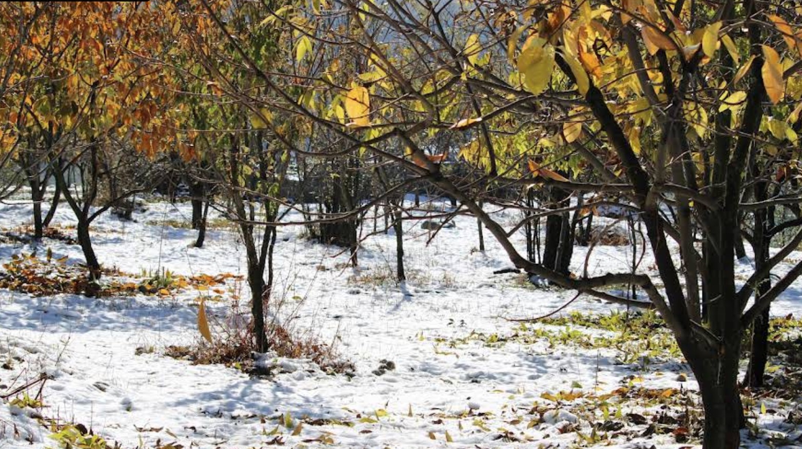 The Beas Hill Resort photo 2